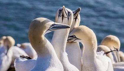 爱游戏体育（AYX）官方APP下载-广东男篮大胜北京队，再次领跑积分榜，广东男篮和北京男篮视频