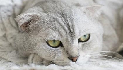 爱游戏娱乐平台-哈兰德连续17场破门，英超十冠王难敌青春锋线，哈兰德的转会费