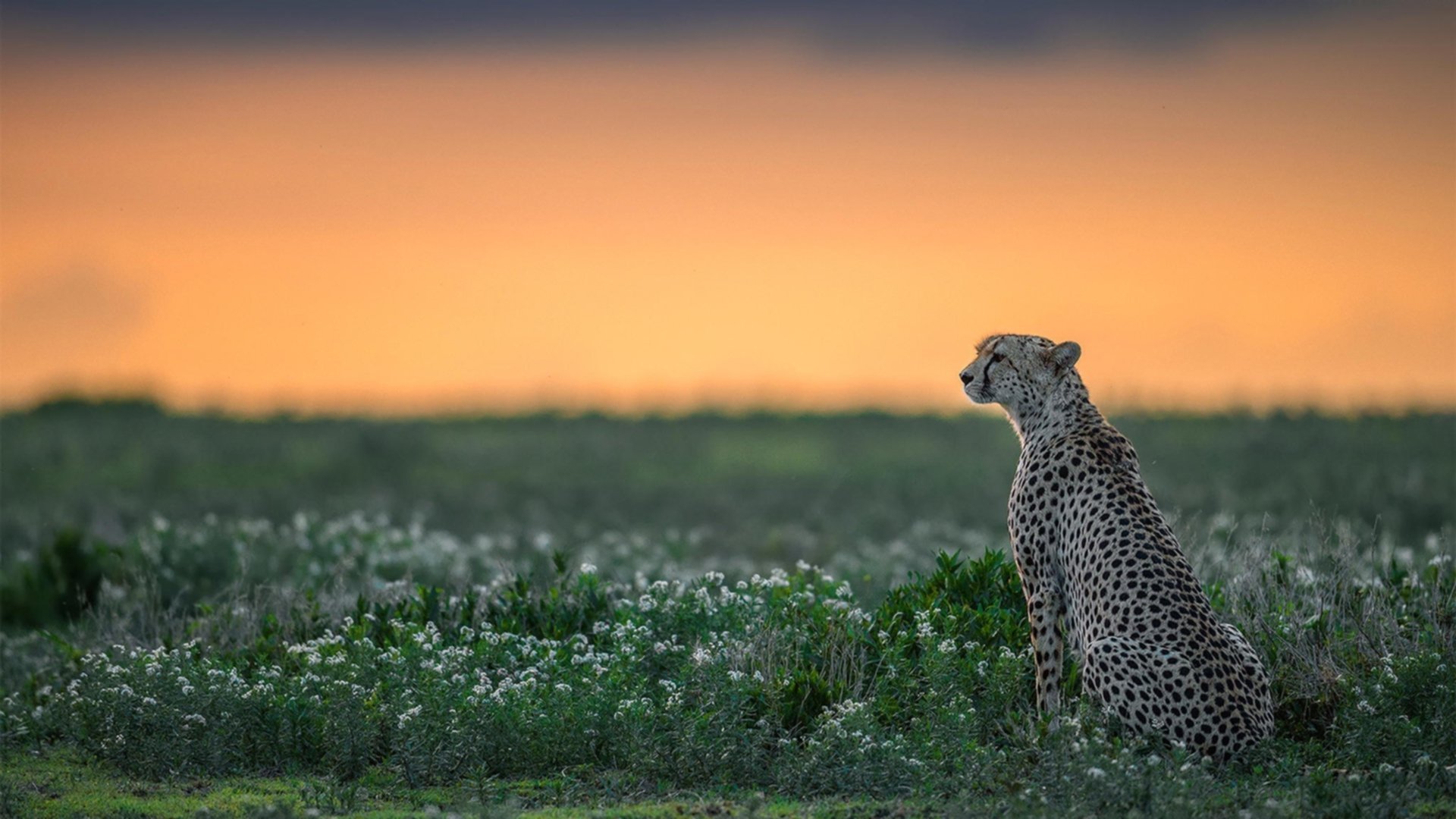 《Dota 2传奇战队再度出击,冠军悬念一触即发》,中国dota传奇战队