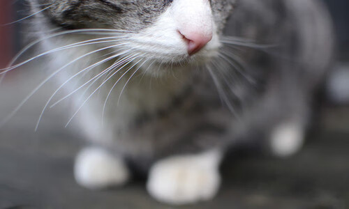 《2025电竞行业面临的挑战与机遇:行业从业者深度剖析》,电竞行业未来