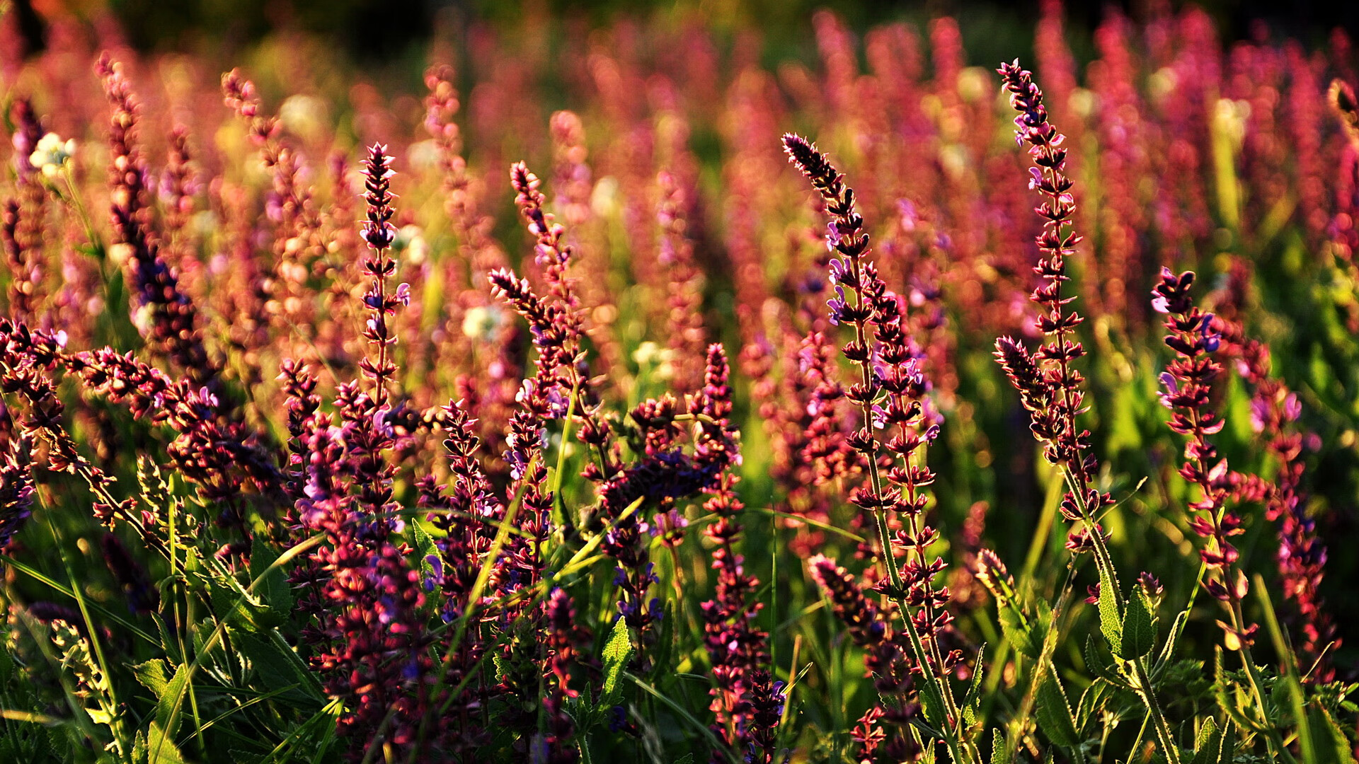 中国女足在国际赛场奋勇拼搏，展现青春风采，女足国足