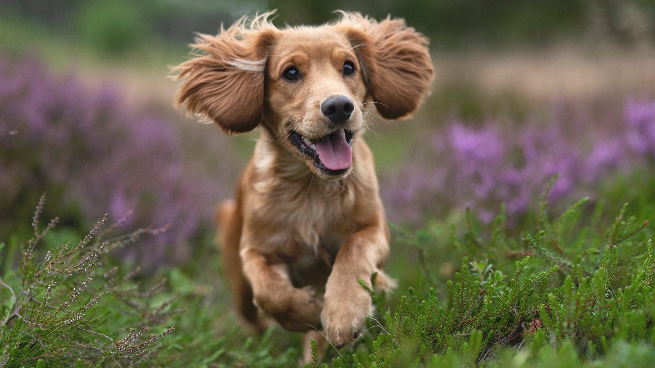 爱游戏体育官方网站-“青少年足球比赛线上线下同步进行，覆盖更广范围”，青少年足球比赛直播