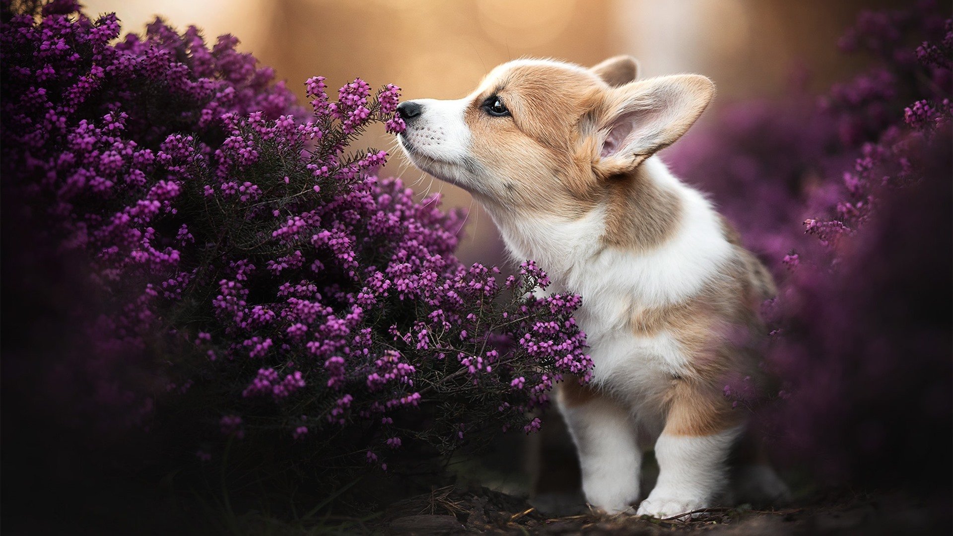 【现场疯狂】球迷狂欢夜带动比赛氛围极致，球迷欢呼视频