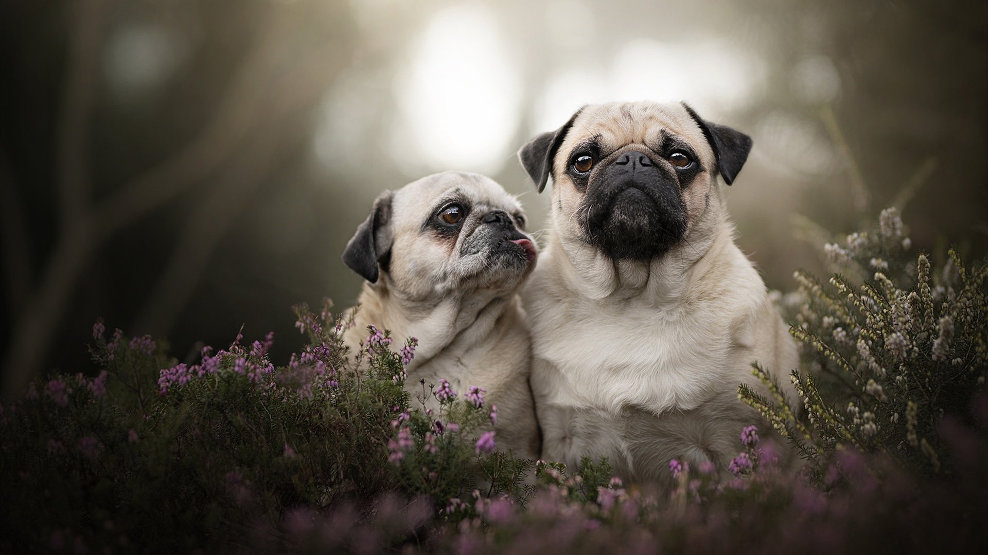 伊朗队门将费尔南德斯在巴黎奥运会上展现出高水平的扑救能力，伊朗菲尔兹奖得主