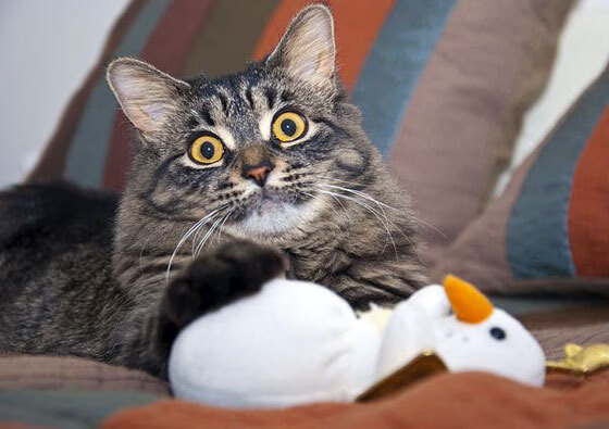 爱游戏平台-山地自行车极速赛，感受风驰电掣的快感，山地自行车赛视频