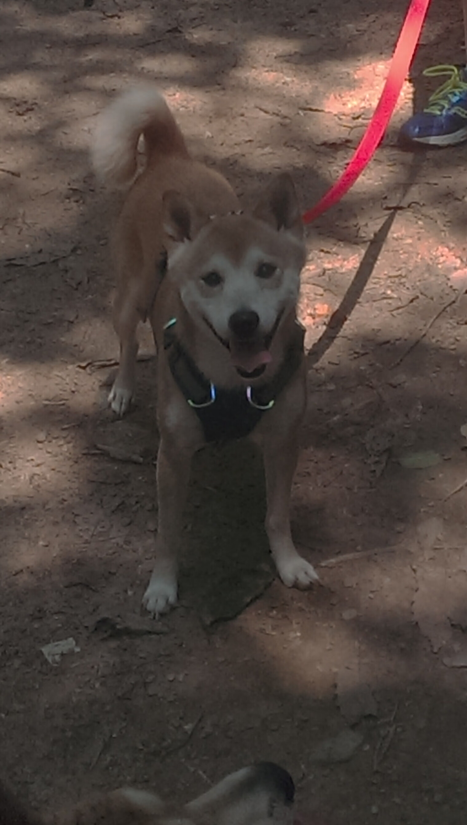 公牛青年军创“边线快攻流派”,引战术潮流关注,公牛集锦