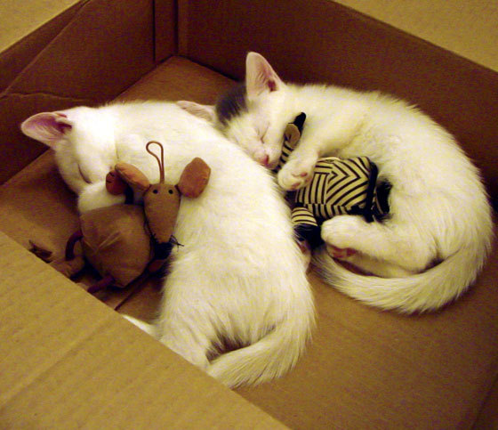 西甲精彩逆转,专家点评亮点,vll西甲