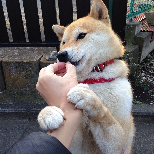 上海海港防守端失球减少，上海海港队