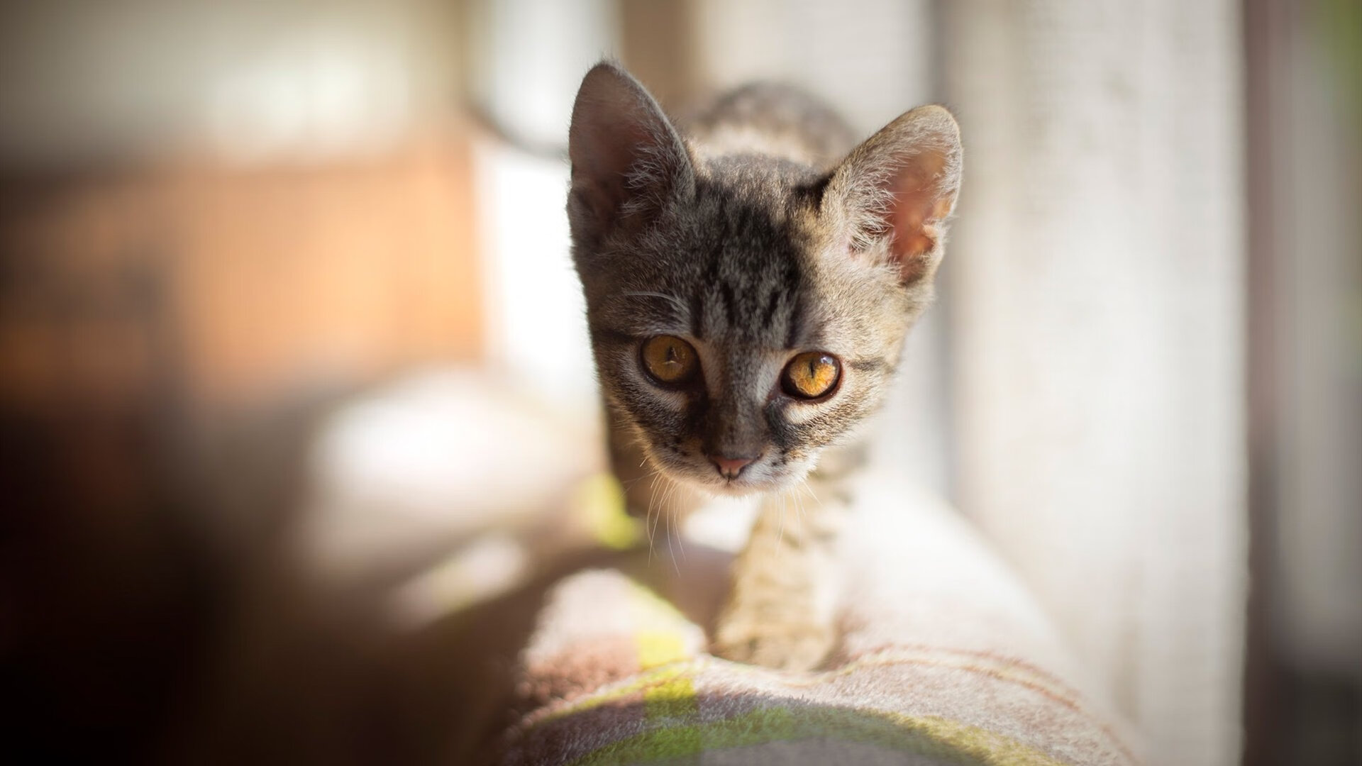 超级马里奥奥德赛线上巡回赛，童趣竞技引关注，马里奥奥德赛 年度游戏