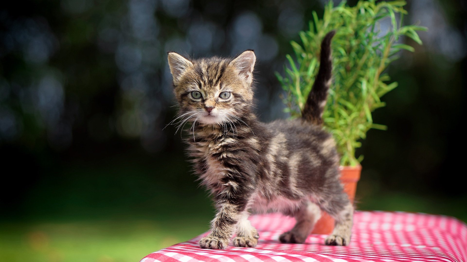 佛罗伦萨险胜卡利亚里，主场球迷欢呼，佛罗伦对卡利亚
