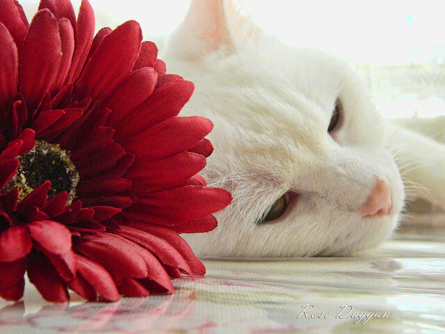 佛罗伦萨险胜卡利亚里，主场球迷欢呼，佛罗伦对卡利亚