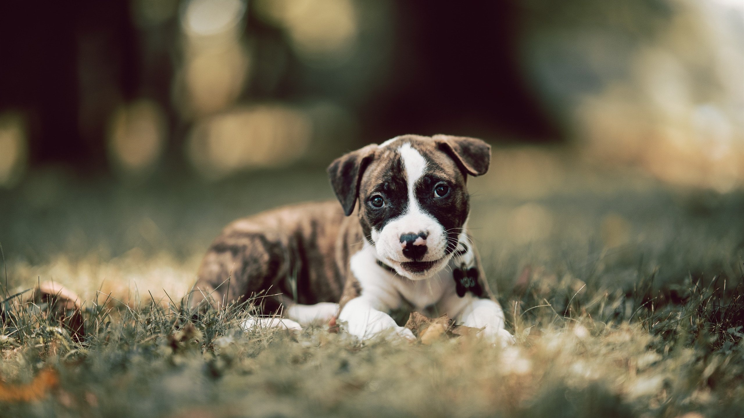 高水平足球赛事频繁举办，提升城市国际影响力，足球高水平运动员全国统测项目