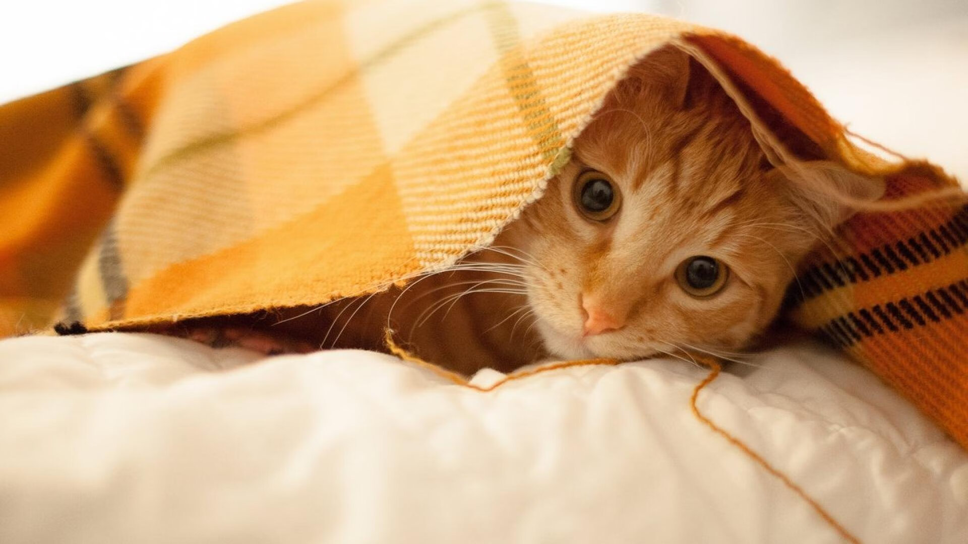 爱游戏体育（AYX）官方APP下载-成都兴城客场-击败青岛黄海，开门红，成都兴城球队大巴