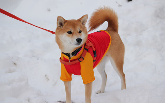 T1教练组战术创新引关注，t1战队主教练