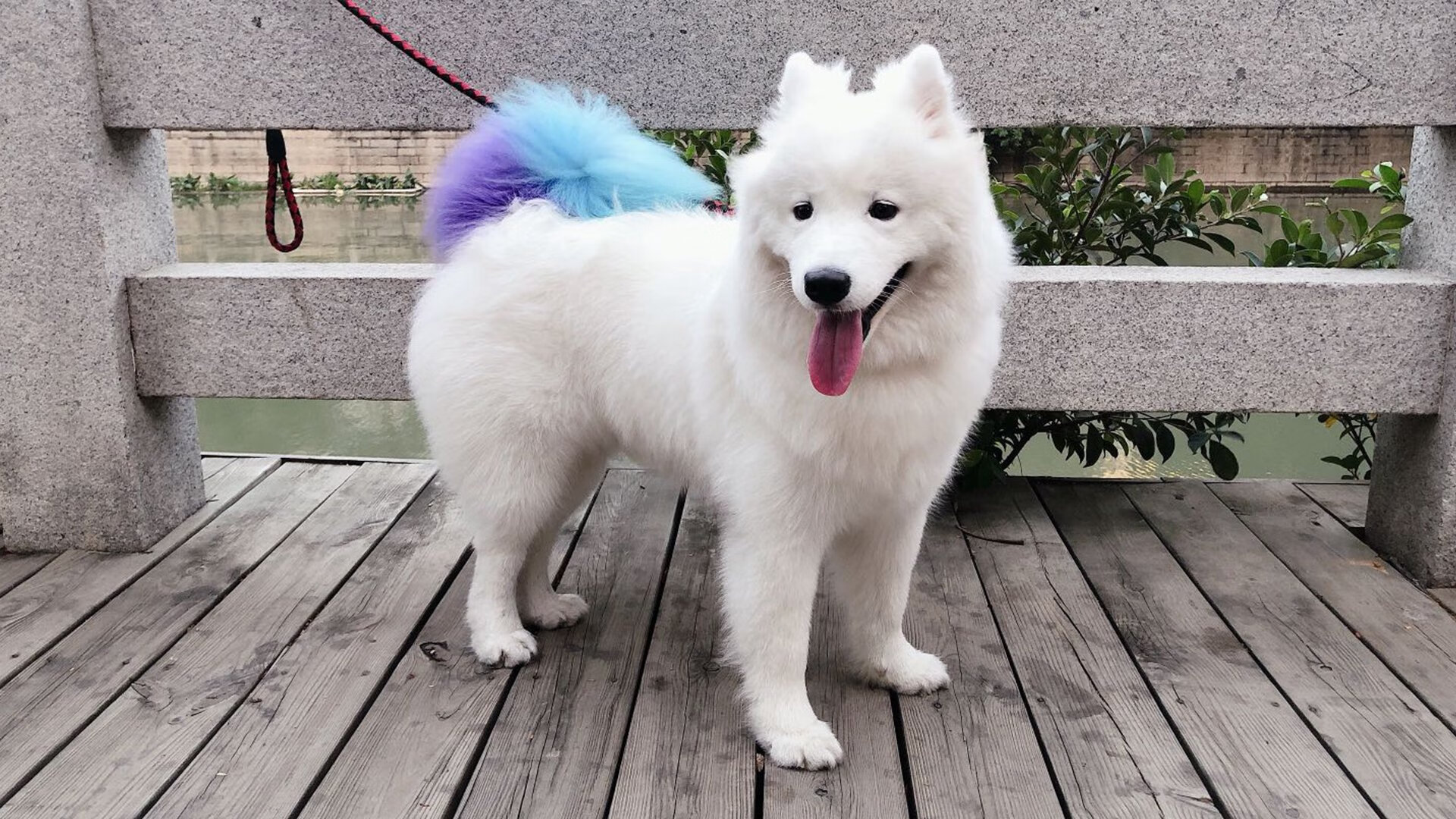 中国田径大奖赛谢震业、葛曼棋双双夺冠，全国田径锦标赛谢震业