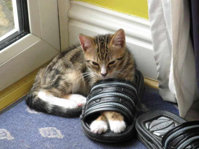 突发羽毛球赛程延误原因，羽毛球赛暂停