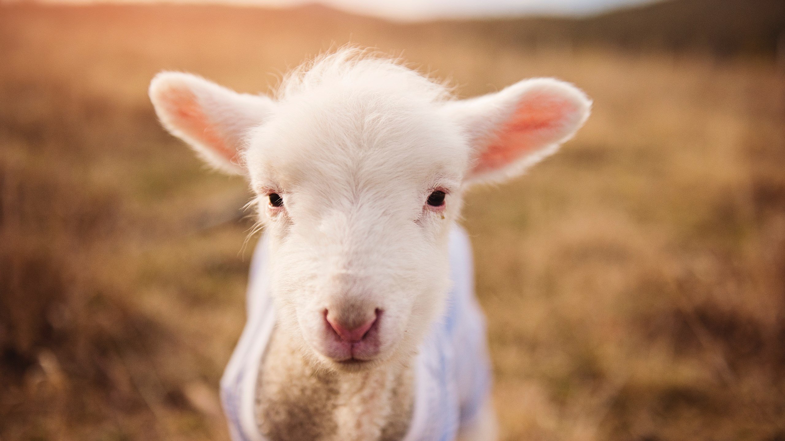 勇士后卫破纪录追击篮板 成为大家关注焦点，勇士后场