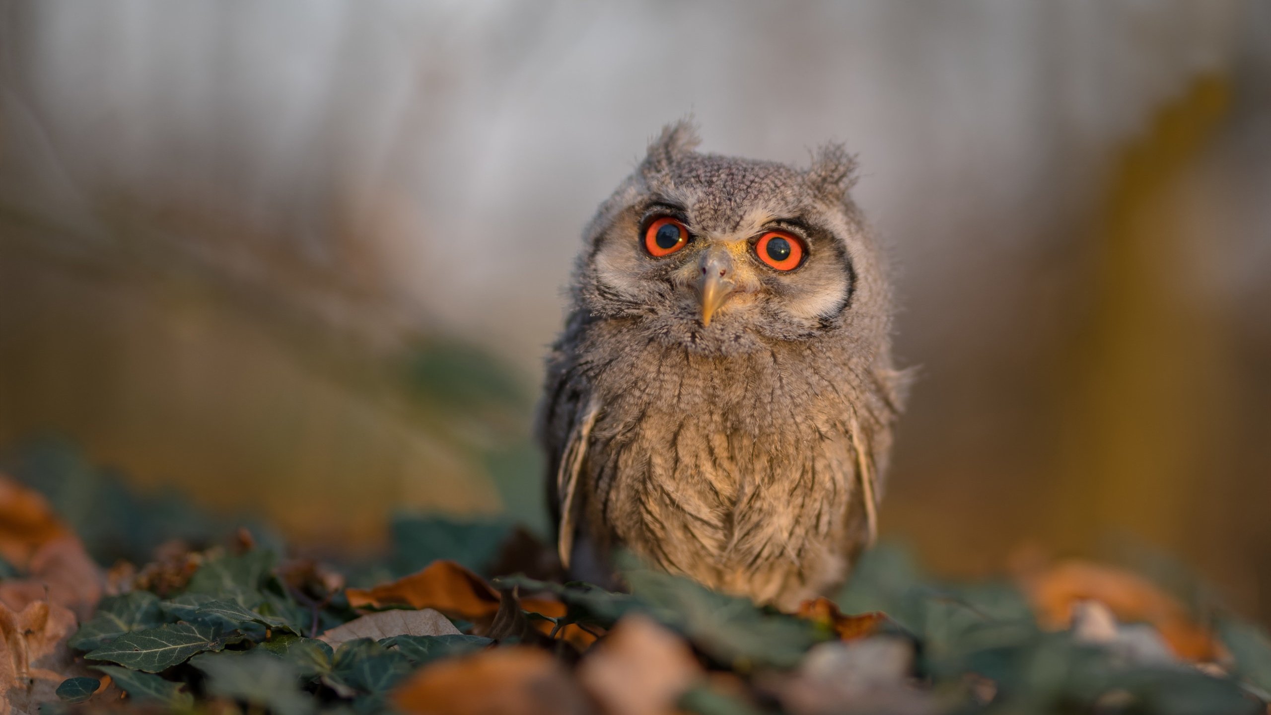 荷兰队在世界杯外围赛事中表现出色,荷兰足球2022世界杯