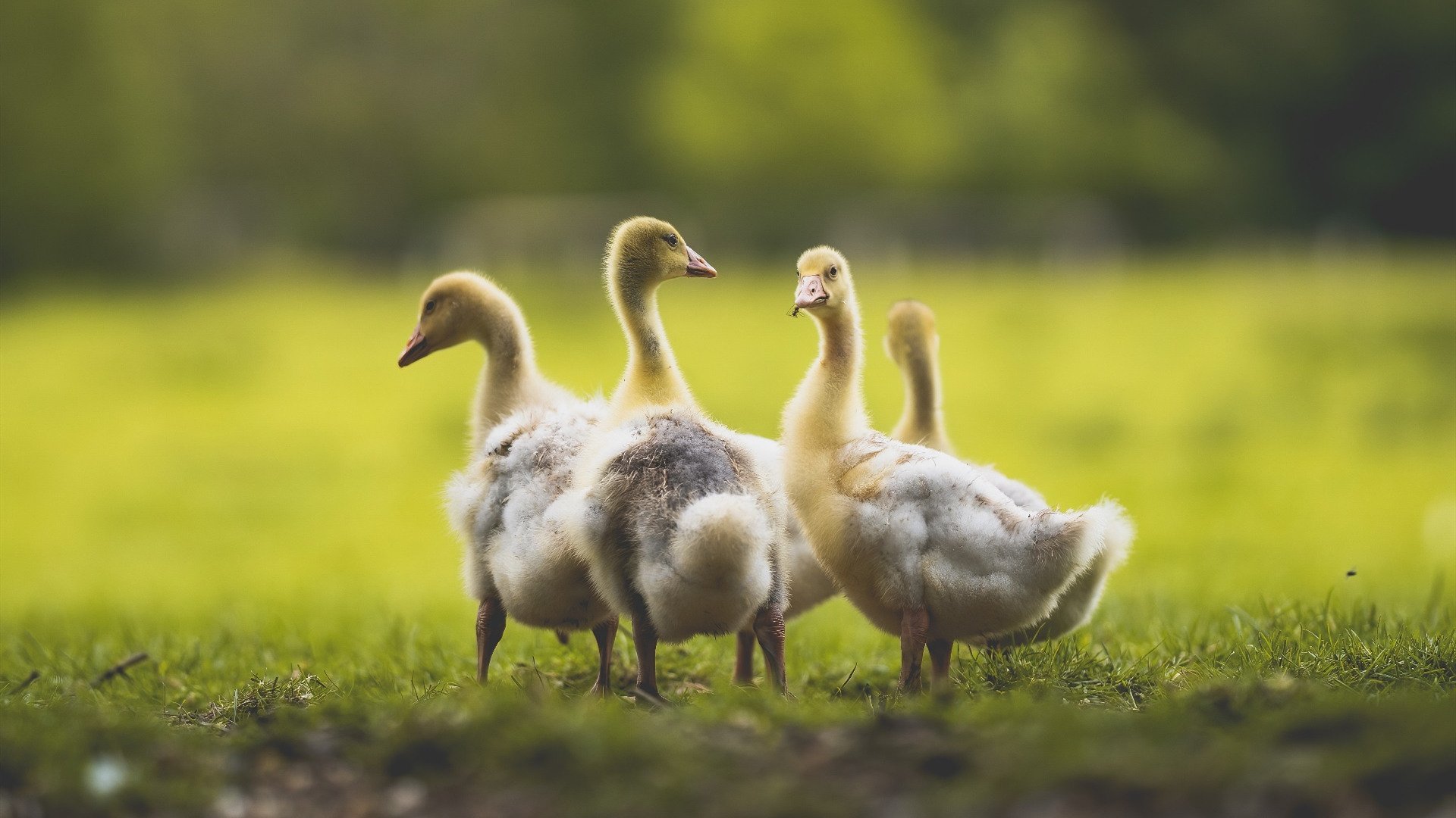 NBA球队替补席表现数据统计，nba替补席规定