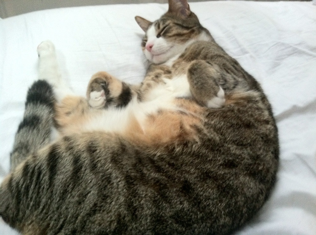 中国篮球运动员防守技术提升策略研究，篮球防守有球队员技术