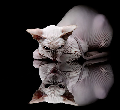 战队季后赛争夺白热化，战队季后赛争夺白热化球员