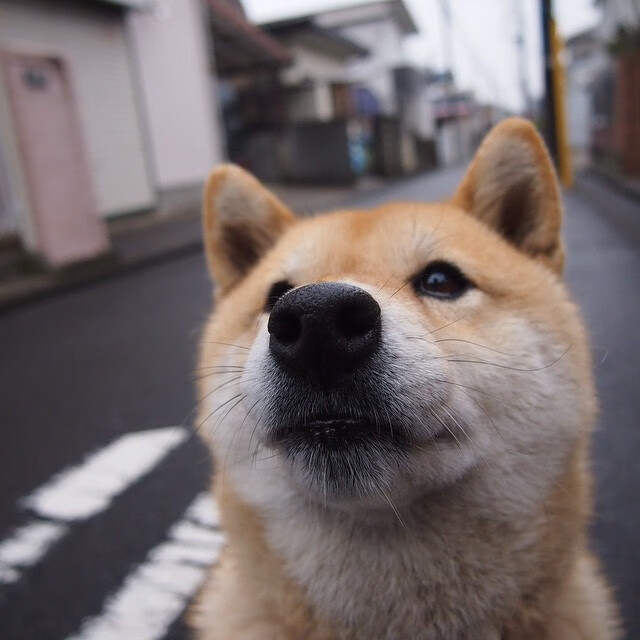 挪威客场击败斯洛文尼亚，领跑欧锦赛小组，挪威进球