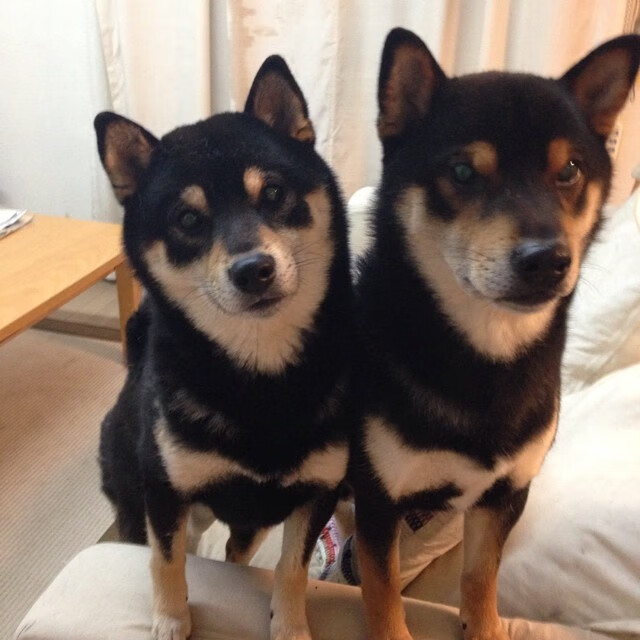 广东队保持高强度训练保持状态稳定,广东队伍