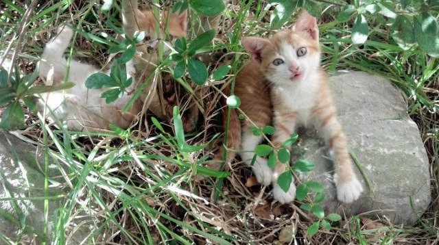 混合团体世界杯：2024赛制正式确定，2022世界杯48支球队比赛规则