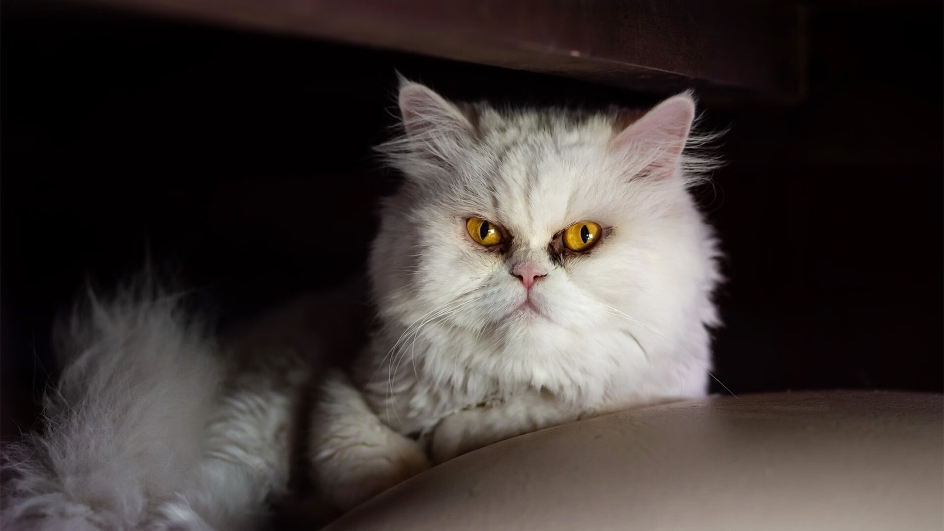 中超俱乐部开始使用AI分析球员状态和比赛数据，中超球员数据统计