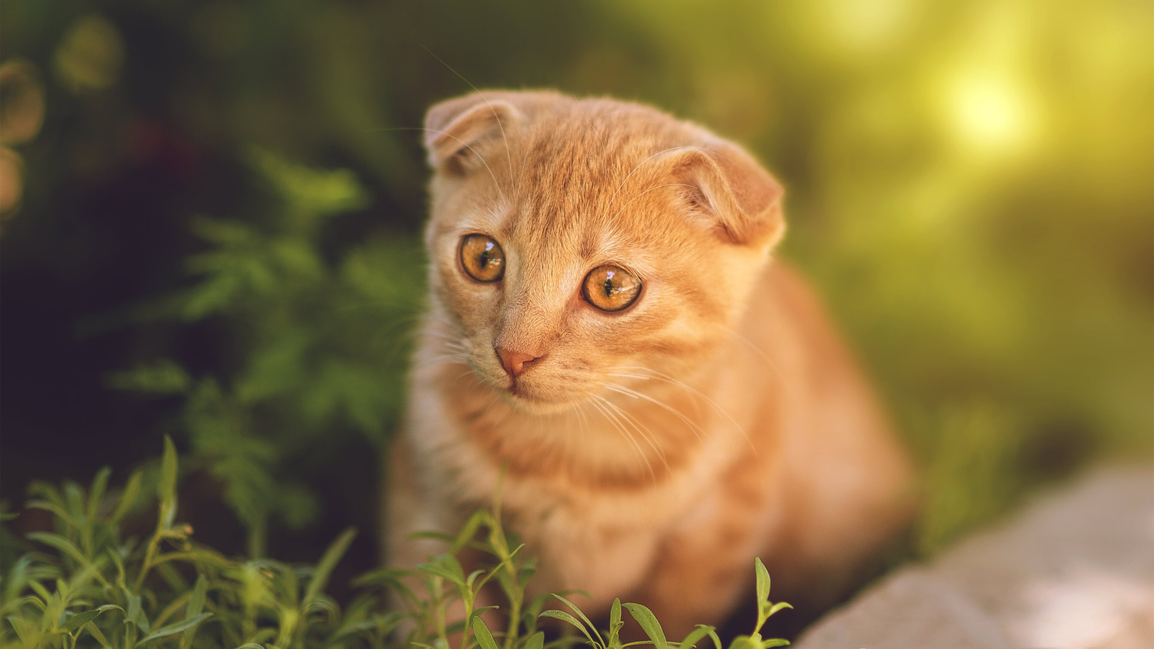 决赛冲刺阶段施瓦茨毫不保留，施瓦茨决策模式有哪些