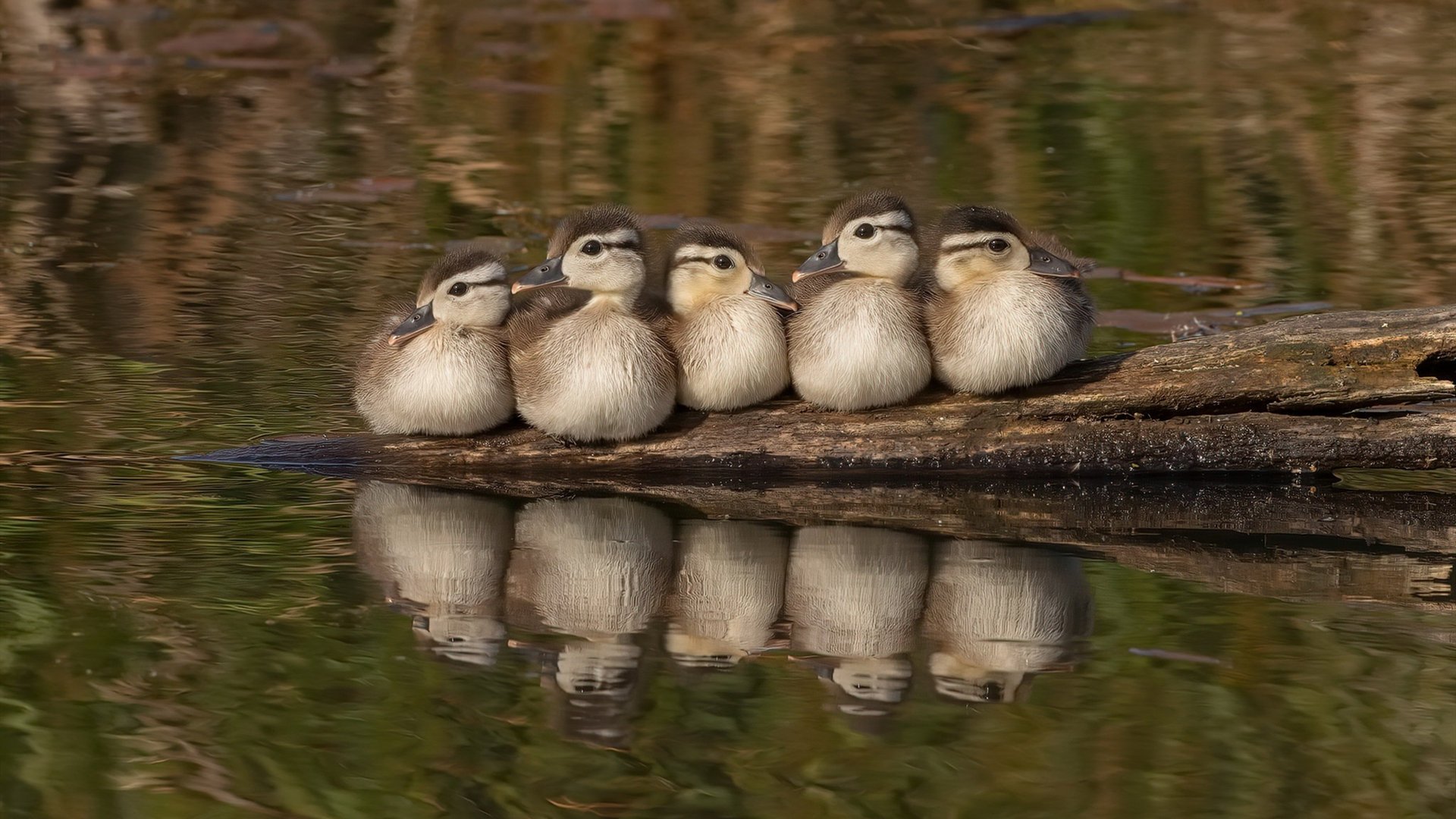 校园活动组织创新,大学校园活动方案创新创意