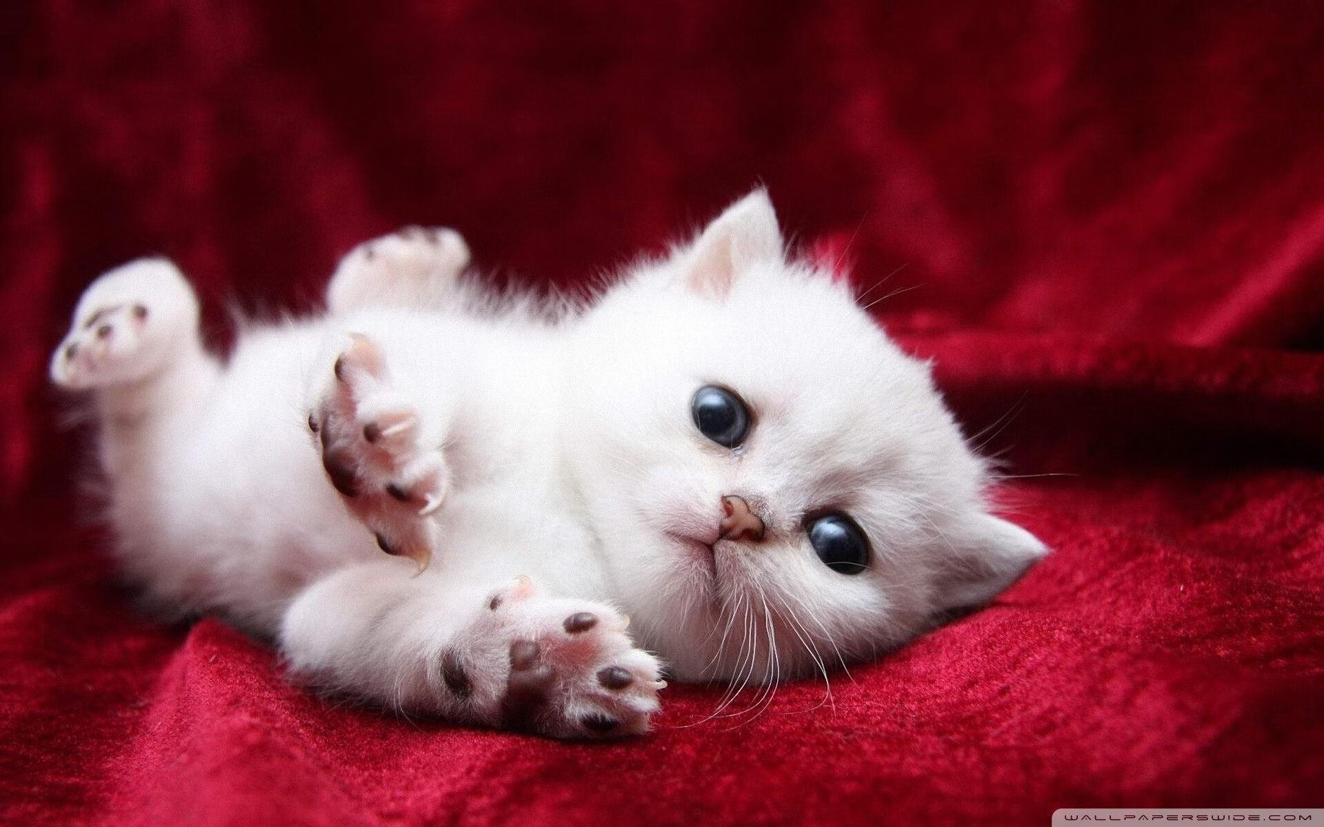 校园活动组织创新,大学校园活动方案创新创意