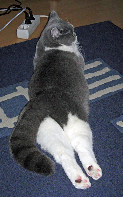 篮球专项技能动作捕捉技术研发,篮球技能动作简略说明