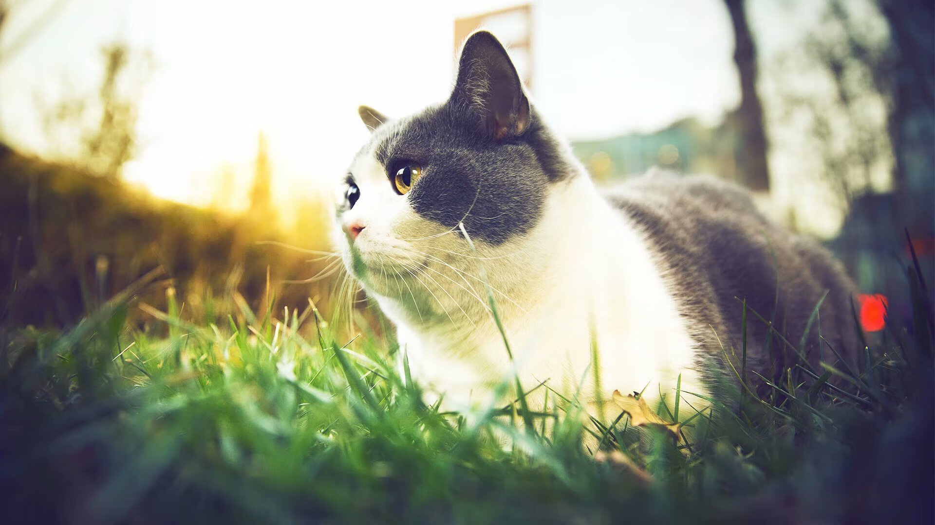 巴西青训体系持续升级，世界级足球天才不断涌现