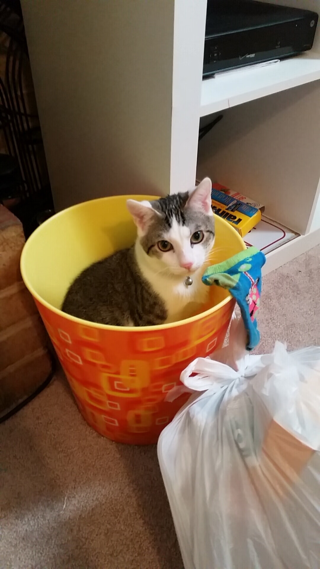 中国马术选手征战欧洲巡回赛斩获佳绩,欧洲马术比赛