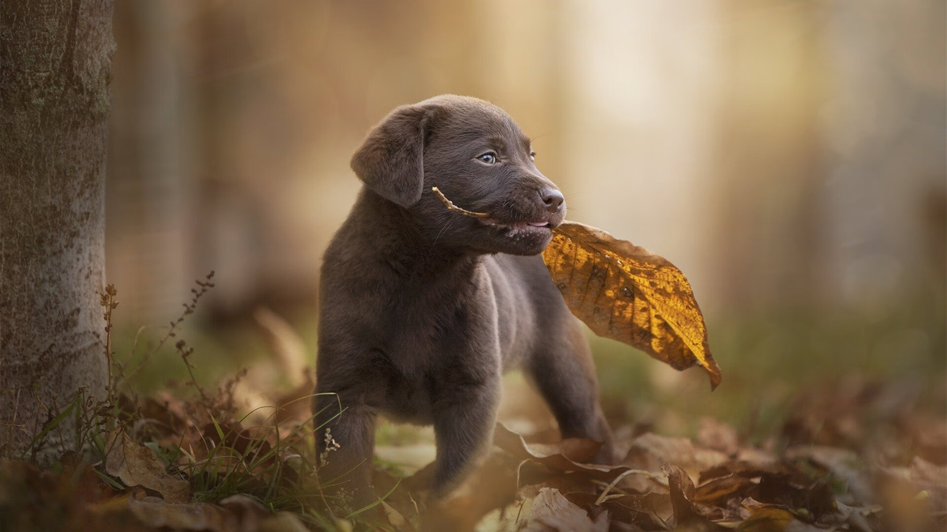 国际乒乓球赛事赛制变化,选手适应能力成关键,最新国际乒乓球比赛规则